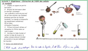 extraction-adn-doignons
